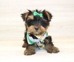 Small #8 Yorkshire Terrier