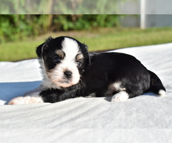 Medium Photo #8 Auss-Tzu Puppy For Sale in PALM COAST, FL, USA