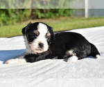 Small #7 Auss-Tzu