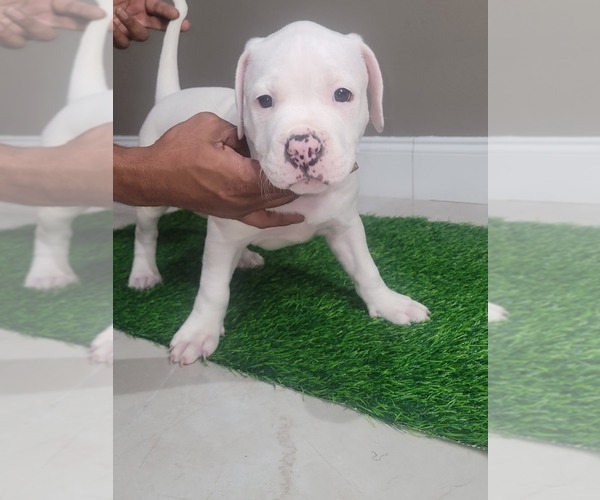 Medium Photo #4 American Bully-American Pit Bull Terrier Mix Puppy For Sale in LEHIGH ACRES, FL, USA