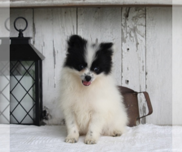 Medium Photo #2 Pomeranian Puppy For Sale in MILLERSBURG, OH, USA