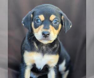 Chihuahua-Unknown Mix Dogs for adoption in San Diego, CA, USA