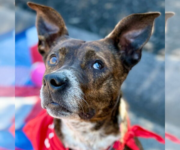 Medium Photo #6 Mutt Puppy For Sale in Canton, CT, USA