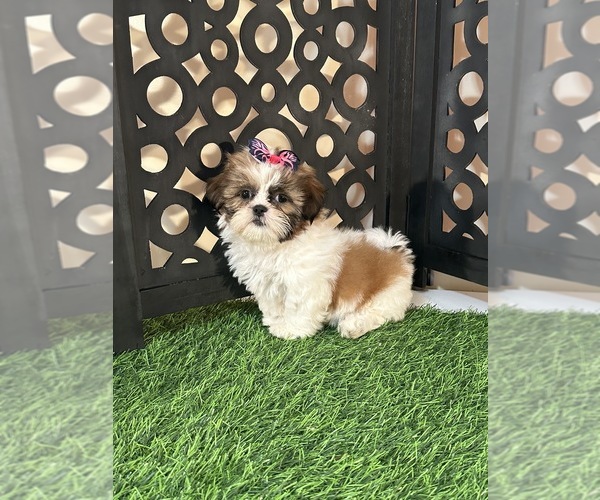 Medium Photo #3 Shih Tzu Puppy For Sale in MOUNT VERNON, OH, USA
