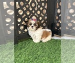 Lily - Female Shih Tzu Puppy for Sale - Photo #3