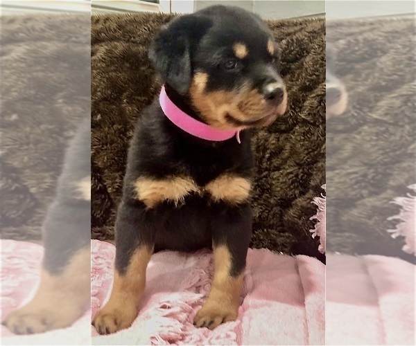 Medium Photo #19 Rottweiler Puppy For Sale in BRIGHTON, CO, USA
