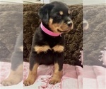 Small #18 Rottweiler