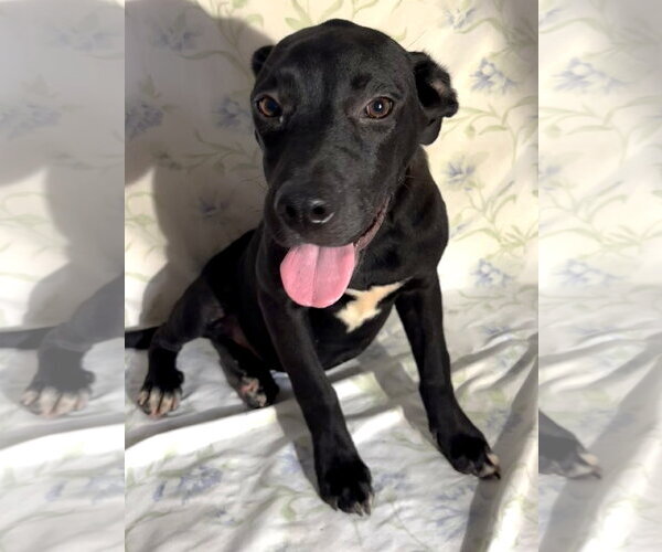 Medium Photo #2 Labrador Retriever-Unknown Mix Puppy For Sale in Wetumpka, AL, USA
