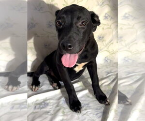 261207  Midnight - Female Labrador Retriever-Unknown Mix Dog for Adoption - Photo #2
