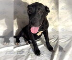 Small #1 Labrador Retriever Mix