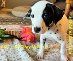 Small Photo #2 Dalmatian Puppy For Sale in VINEMONT, AL, USA