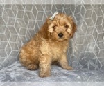 Small Photo #11 Cocker Spaniel-Poodle (Miniature) Mix Puppy For Sale in LAKELAND, FL, USA
