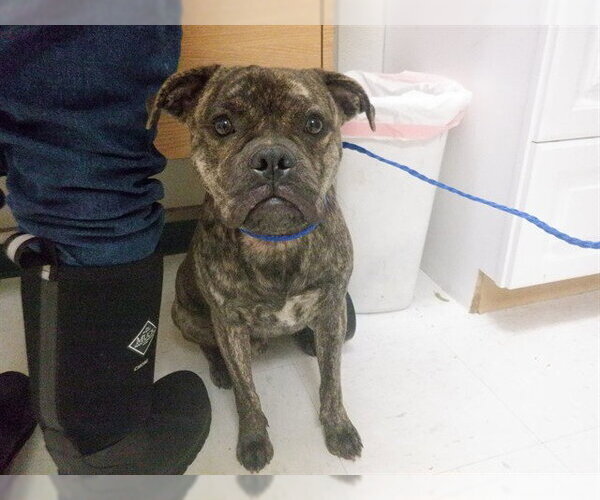 Medium Photo #1 Pug-Unknown Mix Puppy For Sale in Oroville, CA, USA