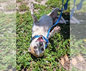 Chihuahua Dogs for adoption in Palmetto, FL, USA