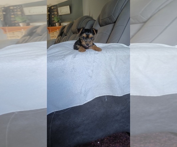 Medium Photo #4 Yorkshire Terrier Puppy For Sale in BENSON, NC, USA