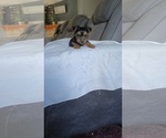 Puppy 3 Yorkshire Terrier