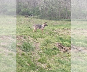 Mother of the German Shepherd Dog puppies born on 04/30/2026