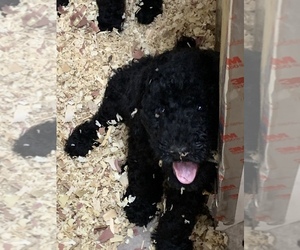 Poodle (Standard) Puppy for sale in MOUNT PLEASANT, SC, USA