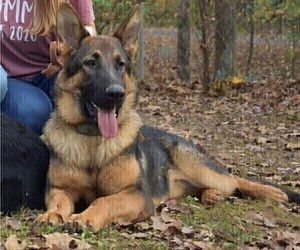 Mother of the German Shepherd Dog puppies born on 04/03/2023