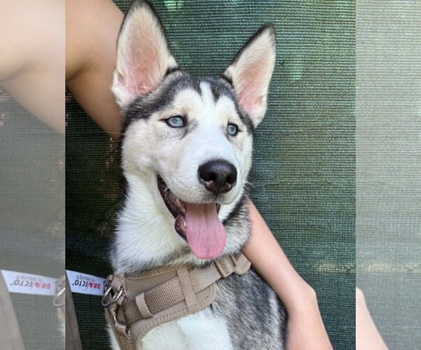 Medium Photo #2 Siberian Husky Puppy For Sale in Matawan, NJ, USA