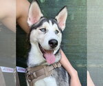 Small #1 Siberian Husky