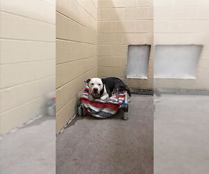 American Pit Bull Terrier-Unknown Mix Dogs for adoption in Waco, TX, USA