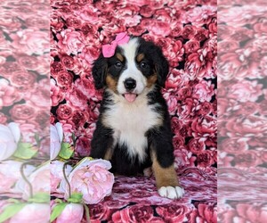 Bernese Mountain Dog Puppy for sale in QUARRYVILLE, PA, USA