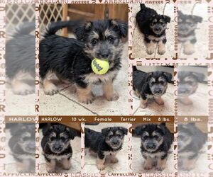Dachshund-Unknown Mix Dogs for adoption in Mesa, AZ, USA