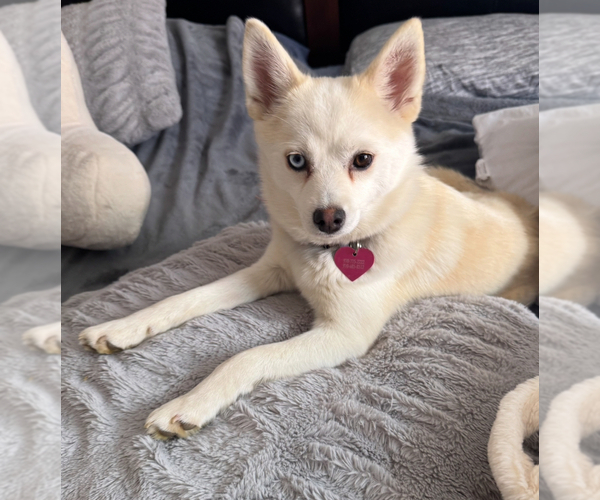 Medium Photo #136 Pomsky Puppy For Sale in LOVELAND, CO, USA