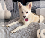Puppy 2 Pomsky