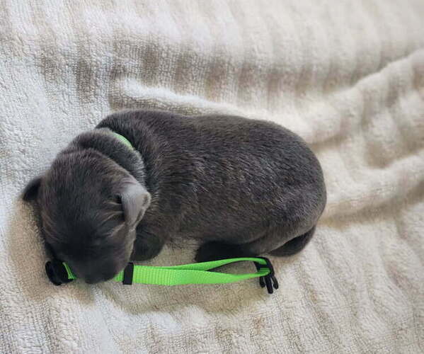 Medium Photo #1 Labrador Retriever Puppy For Sale in PIEDMONT, SD, USA