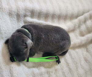 Labrador Retriever Puppy for Sale in PIEDMONT, South Dakota USA