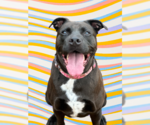 Small #18 American Pit Bull Terrier-Labrador Retriever Mix