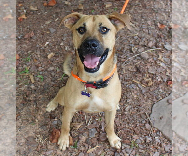 Medium Photo #4 Shepradors Puppy For Sale in McCormick, SC, USA