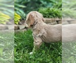 Small Photo #16 Cocker Spaniel Puppy For Sale in WITHEE, WI, USA