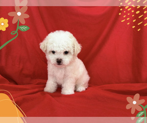 Maltese-Maltipoo (Miniature) Mix Puppy for sale in SAN FRANCISCO, CA, USA