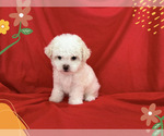 Image preview for Ad Listing. Nickname: TOM