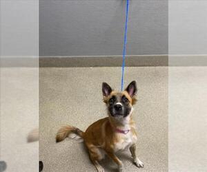 Akita-Unknown Mix Dogs for adoption in Las Vegas, NV, USA