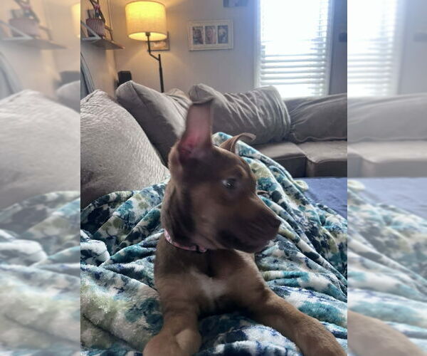 Medium Photo #2 Mutt Puppy For Sale in Wyoming, MI, USA