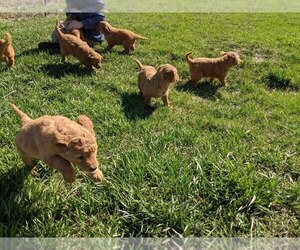 Golden Retriever Puppy for sale in MAPLE LAKE, MN, USA