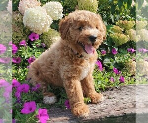 Miniature Labradoodle Puppy for sale in NEW PROVIDENCE, PA, USA