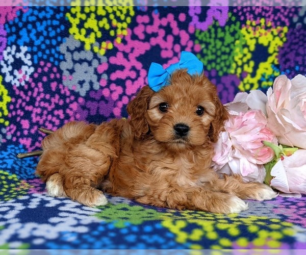 Medium Photo #5 Cocker Spaniel-Poodle (Miniature) Mix Puppy For Sale in CHRISTIANA, PA, USA