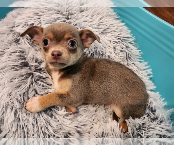 Medium Photo #5 Chihuahua Puppy For Sale in MARIETTA, GA, USA