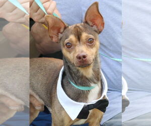 Italian Greyhuahua Dogs for adoption in Bandera, TX, USA