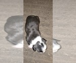 Small #4 Boston Terrier