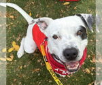 Small #13 American Pit Bull Terrier Mix