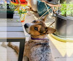 Small #9 Mutt