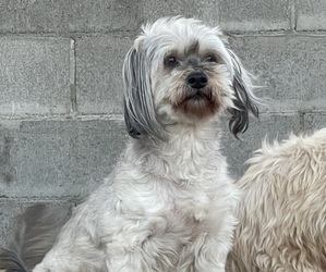Mother of the Maltipoo puppies born on 09/13/2025