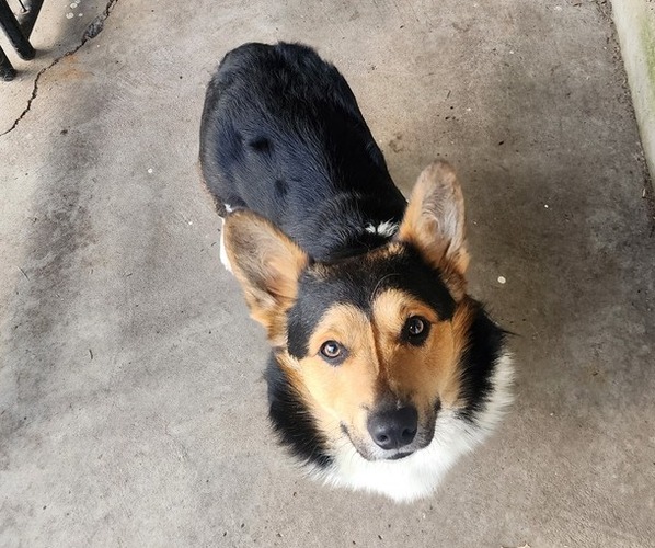 Medium Photo #1 American Corgi Puppy For Sale in MCMINNVILLE, OR, USA