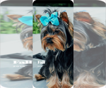 Small Photo #5 Yorkshire Terrier Puppy For Sale in REDMOND, WA, USA